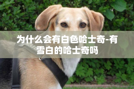 為什么會有白色哈士奇-有雪白的哈士奇嗎