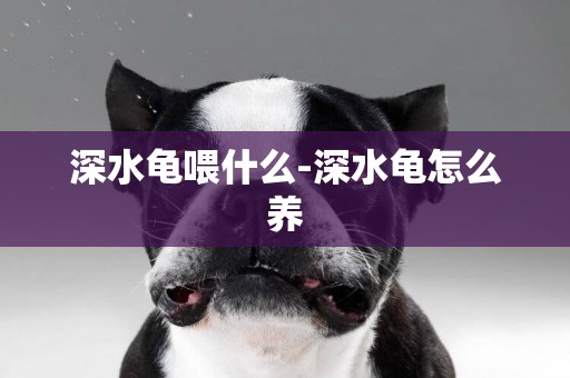 深水龜喂什么-深水龜怎么養