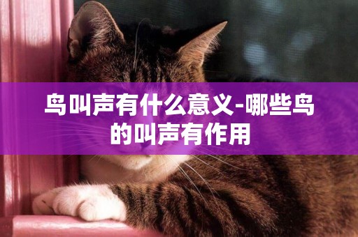 鳥叫聲有什么意義-哪些鳥的叫聲有作用