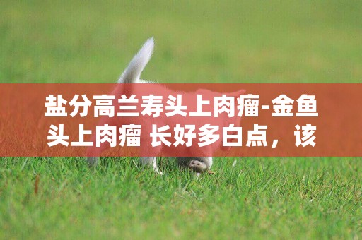 鹽分高蘭壽頭上肉瘤-金魚頭上肉瘤 長好多白點，該怎么救它呢；吃喝拉都正常，就是頭上越長越多。