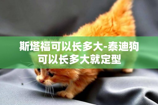 斯塔福可以長多大-泰迪狗可以長多大就定型