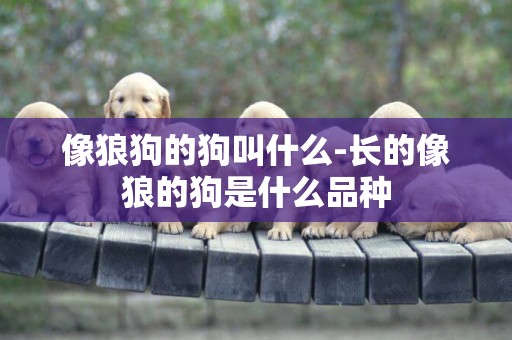 像狼狗的狗叫什么-長的像狼的狗是什么品種