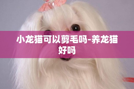 小龍貓可以剪毛嗎-養龍貓好嗎