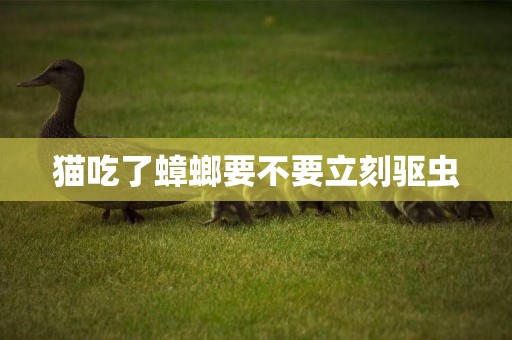 貓吃了蟑螂要不要立刻驅蟲