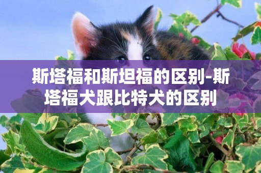 斯塔福和斯坦福的區別-斯塔福犬跟比特犬的區別