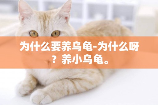 為什么要養烏龜-為什么呀？養小烏龜。
