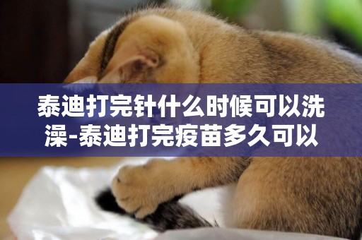 泰迪打完針什么時候可以洗澡-泰迪打完疫苗多久可以洗澡