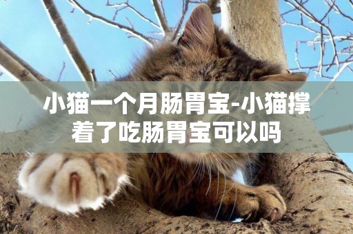 小貓一個月腸胃寶-小貓撐著了吃腸胃寶可以嗎