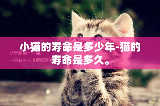 小貓的壽命是多少年-貓的壽命是多久。