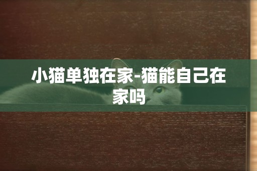 小貓單獨在家-貓能自己在家嗎