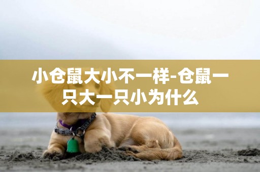 小倉鼠大小不一樣-倉鼠一只大一只小為什么
