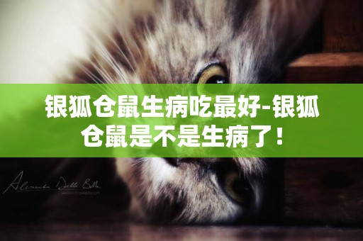 銀狐倉鼠生病吃最好-銀狐倉鼠是不是生病了！