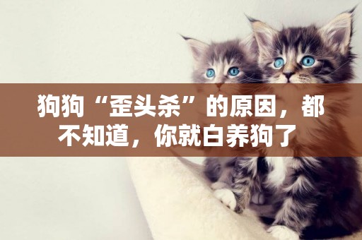 狗狗“歪頭殺”的原因，都不知道，你就白養狗了 