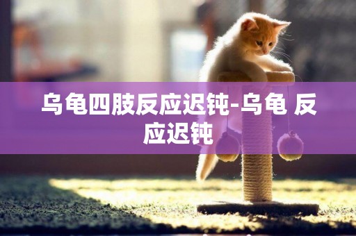 烏龜四肢反應遲鈍-烏龜 反應遲鈍