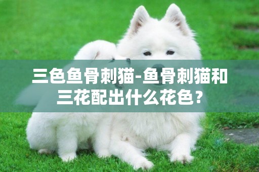 三色魚骨刺貓-魚骨刺貓和三花配出什么花色？