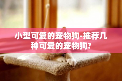小型可愛的寵物狗-推薦幾種可愛的寵物狗?