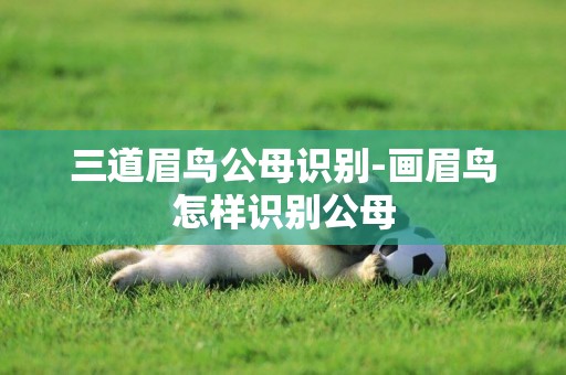 三道眉鳥公母識別-畫眉鳥怎樣識別公母