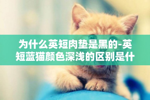 為什么英短肉墊是黑的-英短藍貓顏色深淺的區別是什么？