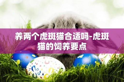養兩個虎斑貓合適嗎-虎斑貓的飼養要點