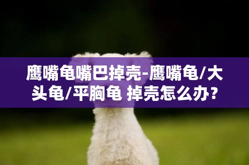 鷹嘴龜嘴巴掉殼-鷹嘴龜/大頭龜/平胸龜 掉殼怎么辦？？有圖