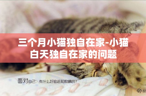 三個月小貓獨自在家-小貓白天獨自在家的問題