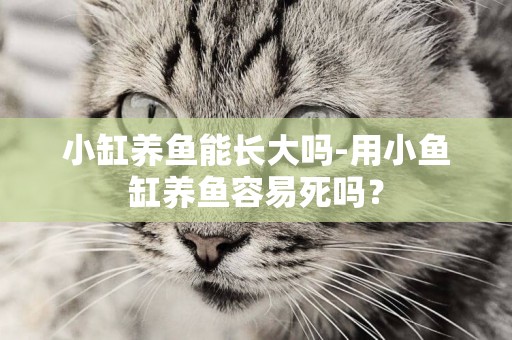 小缸養魚能長大嗎-用小魚缸養魚容易死嗎？