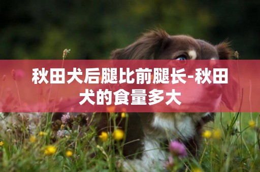 秋田犬后腿比前腿長-秋田犬的食量多大