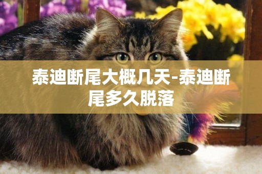 泰迪斷尾大概幾天-泰迪斷尾多久脫落