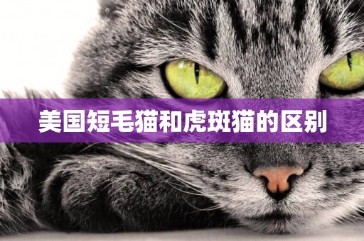 美國短毛貓和虎斑貓的區別