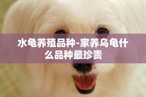 水龜養殖品種-家養烏龜什么品種最珍貴