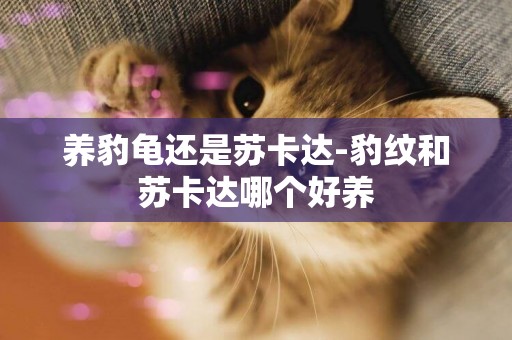 養豹龜還是蘇卡達-豹紋和蘇卡達哪個好養
