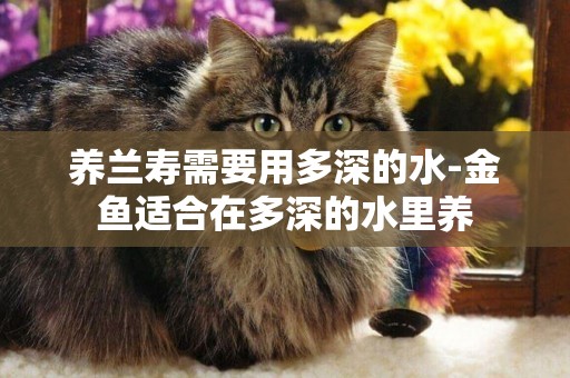 養蘭壽需要用多深的水-金魚適合在多深的水里養