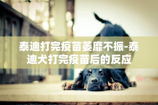泰迪打完疫苗萎靡不振-泰迪犬打完疫苗后的反應