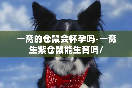 一窩的倉鼠會懷孕嗎-一窩生紫倉鼠能生育嗎/