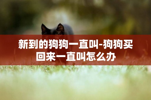 新到的狗狗一直叫-狗狗買回來一直叫怎么辦