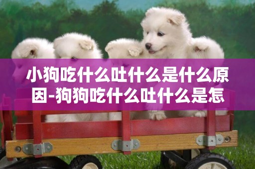 小狗吃什么吐什么是什么原因-狗狗吃什么吐什么是怎么回事