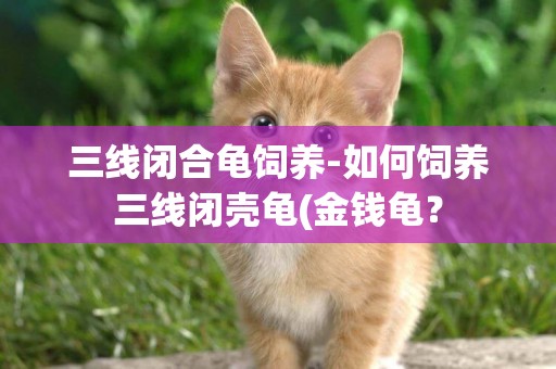 三線閉合龜飼養-如何飼養三線閉殼龜(金錢龜？