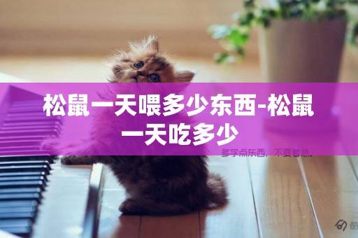 松鼠一天喂多少東西-松鼠一天吃多少