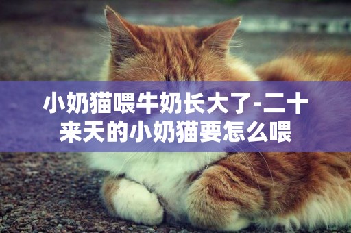 小奶貓喂牛奶長大了-二十來天的小奶貓要怎么喂