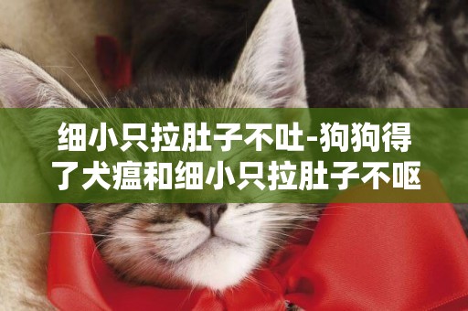 細小只拉肚子不吐-狗狗得了犬瘟和細小只拉肚子不嘔吐
