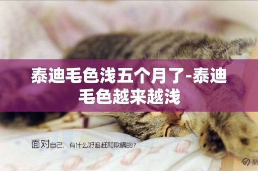 泰迪毛色淺五個月了-泰迪毛色越來越淺