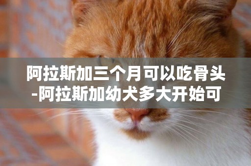 阿拉斯加三個月可以吃骨頭-阿拉斯加幼犬多大開始可以啃骨頭