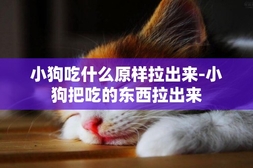 小狗吃什么原樣拉出來-小狗把吃的東西拉出來