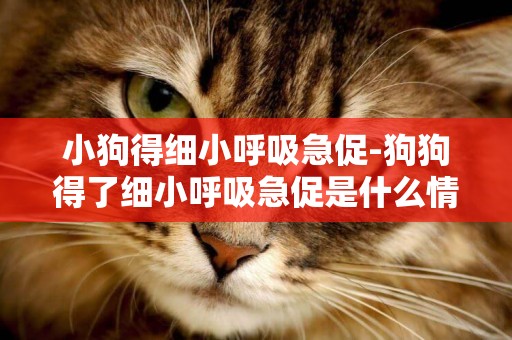 小狗得細小呼吸急促-狗狗得了細小呼吸急促是什么情況