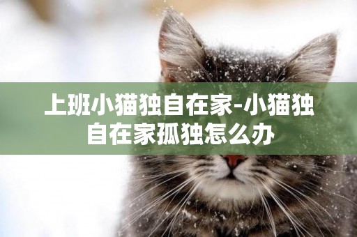 上班小貓獨自在家-小貓獨自在家孤獨怎么辦
