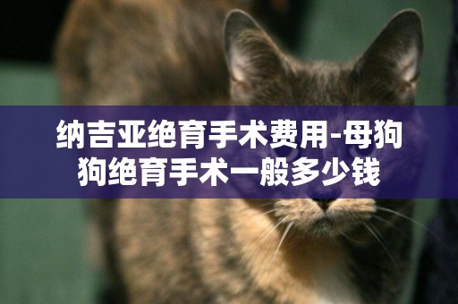 納吉亞絕育手術費用-母狗狗絕育手術一般多少錢