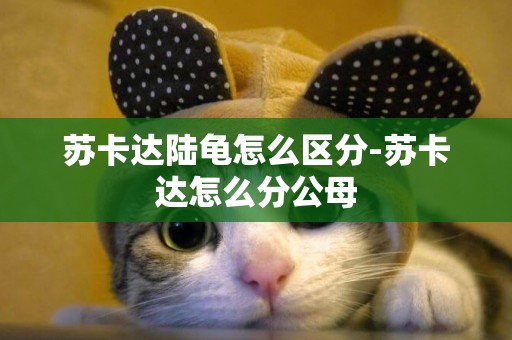 蘇卡達陸龜怎么區分-蘇卡達怎么分公母