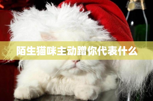陌生貓咪主動蹭你代表什么