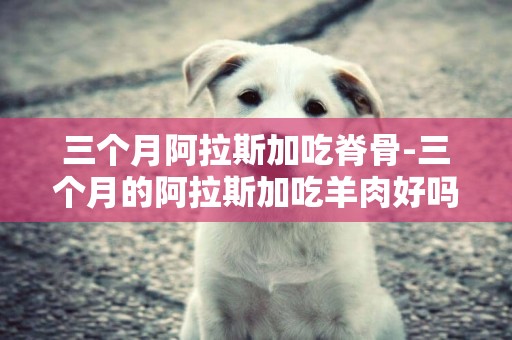 三個月阿拉斯加吃脊骨-三個月的阿拉斯加吃羊肉好嗎