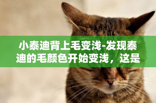 小泰迪背上毛變淺-發現泰迪的毛顏色開始變淺，這是什么原因造成？
